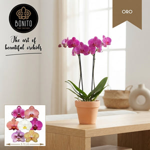 Mixed Phalaenopsis Orchid – 2 Stems, 12cm Pot