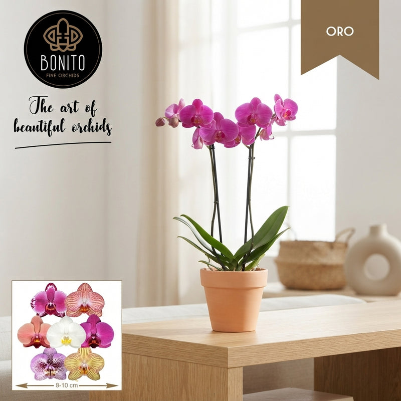 Mixed Phalaenopsis Orchid – 2 Stems, 12cm Pot