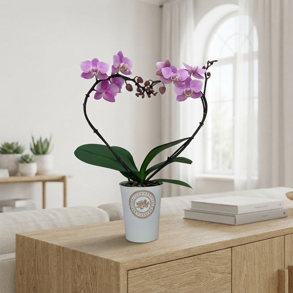 White Phalaenopsis Orchid ‘Princessa’ – 9cm Pot
