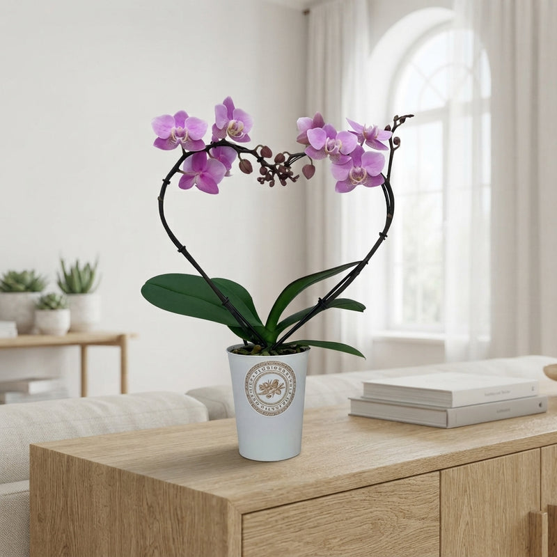 White Phalaenopsis Orchid ‘Princessa’ – 9cm Pot