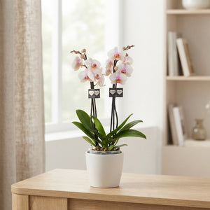 White Phalaenopsis Orchid ‘Madrid’ – 2 Stem, 12cm Pot