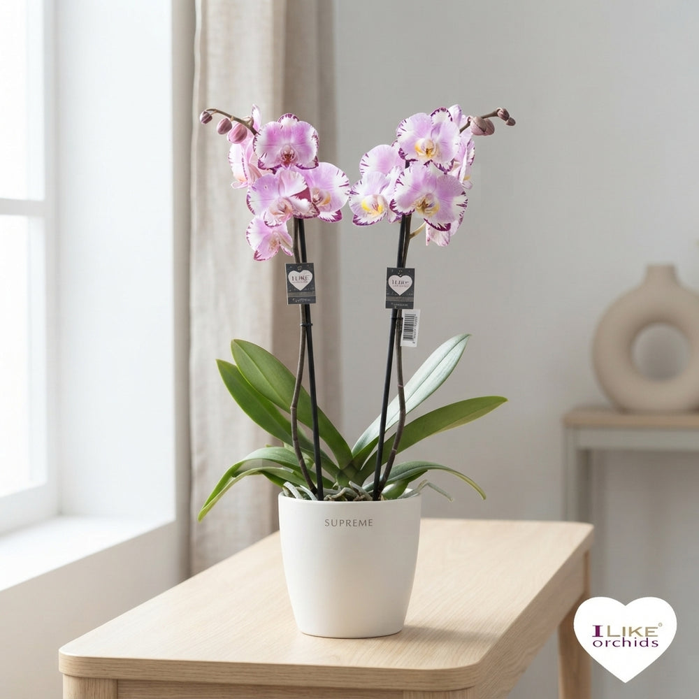Pink Phalaenopsis Orchid ‘Magic Art’ – 12cm Pot
