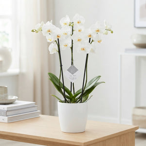 White Phalaenopsis Orchid – 3 Stem, 12cm Pot