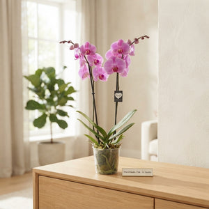 Phalaenopsis Orchid ‘Orlando’ – 12cm Pot, 65cm High