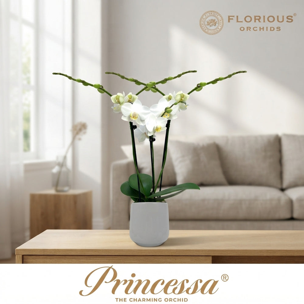 White Phalaenopsis Orchid – 3 Stem, 9cm Pot