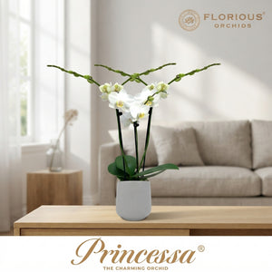 White Phalaenopsis Orchid – 3 Stem, 9cm Pot