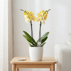 Yellow Phalaenopsis Orchid – 2 Stem, 12cm Pot