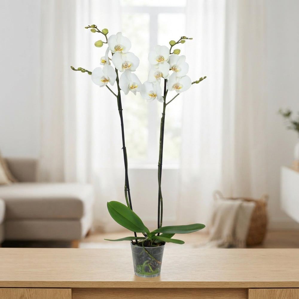 White Phalaenopsis Orchid – 2 Stem, 12cm Pot