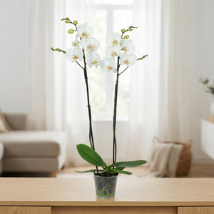White Phalaenopsis Orchid – 2 Stem, 12cm Pot