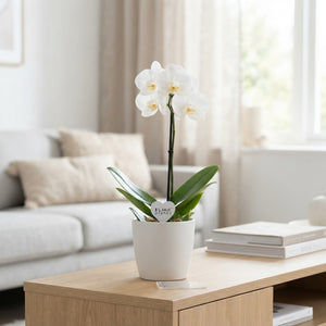 White Phalaenopsis Orchid – 12cm Pot, 65cm High