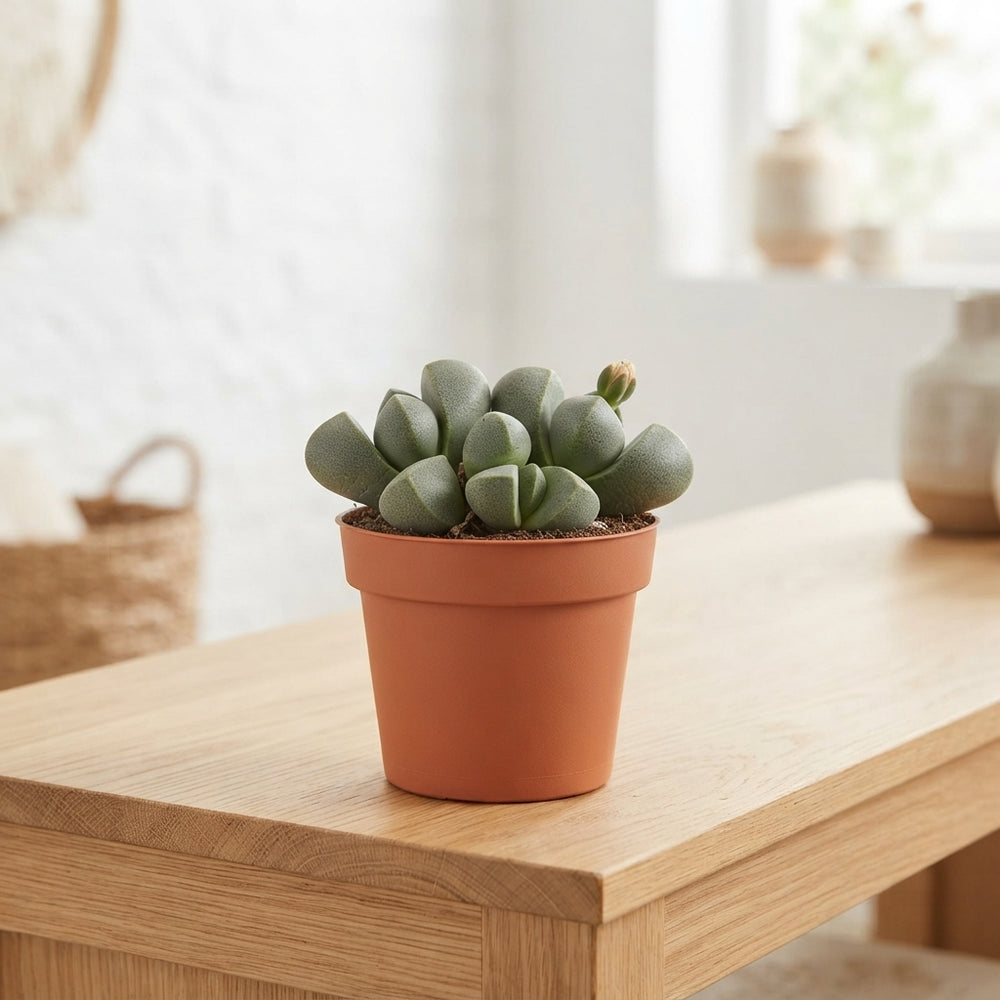 Living Stone Plant (Pleiospilos nelii) – 8.5cm Pot