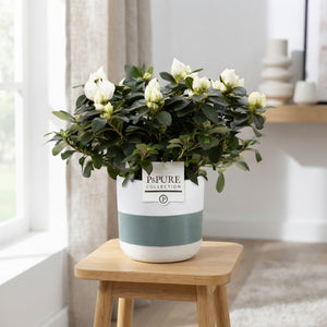 White Azalea (Rhododendron simsii) – 12cm Ceramic Pot
