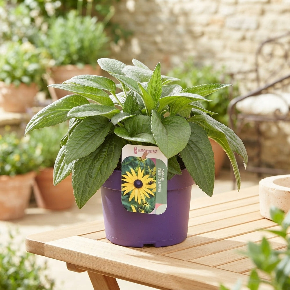 Black-Eyed Susan ‘Goldsturm’ (Rudbeckia fulgida) – 17cm Pot