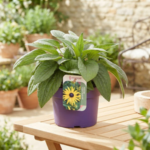 Black-Eyed Susan ‘Goldsturm’ (Rudbeckia fulgida) – 17cm Pot