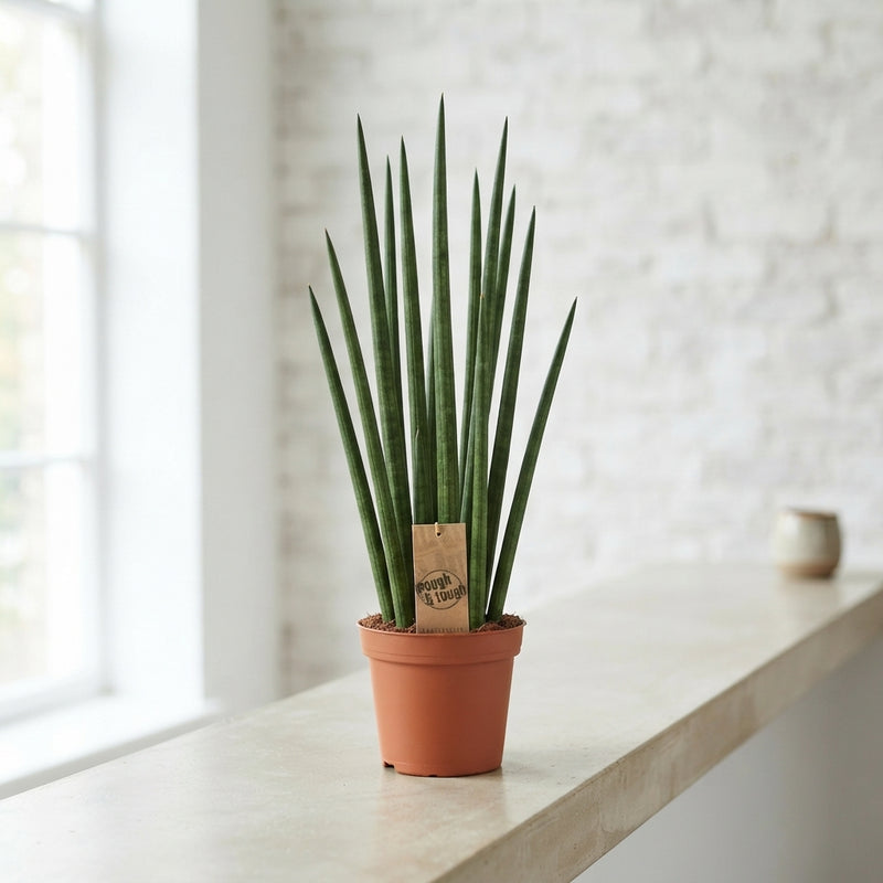 Mikado Sansevieria – 14cm Pot, 55cm High