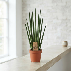 Mikado Sansevieria – 14cm Pot, 55cm High