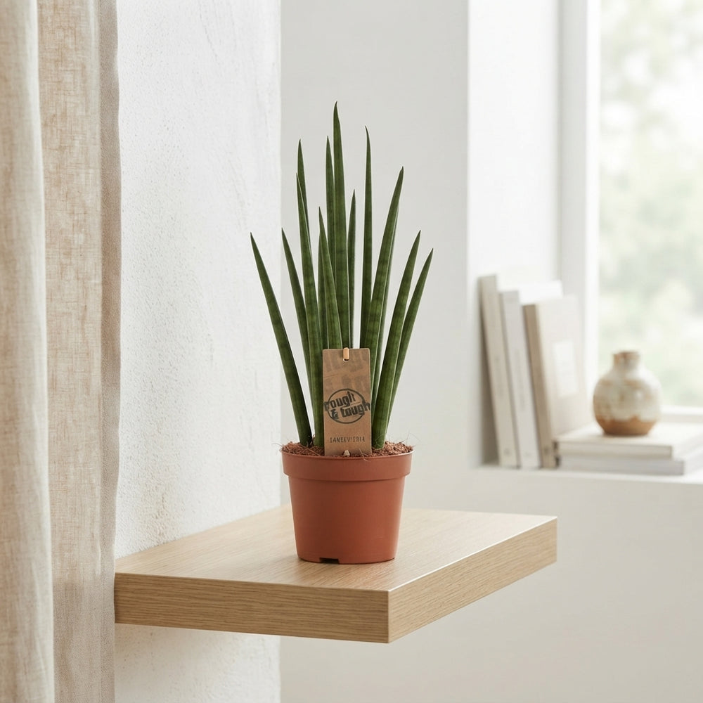 Mikado Sansevieria – 12cm Pot, 40cm High