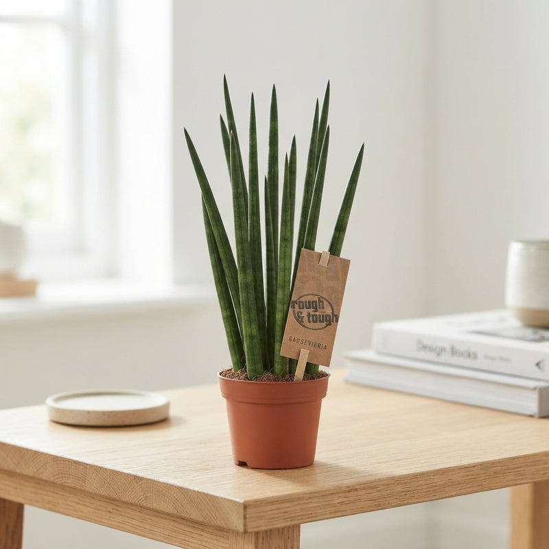 Mikado Sansevieria – 6cm Pot, Approx. 20cm High