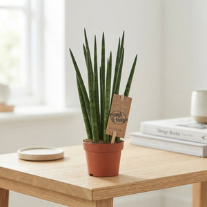 Mikado Sansevieria – 6cm Pot, Approx. 20cm High