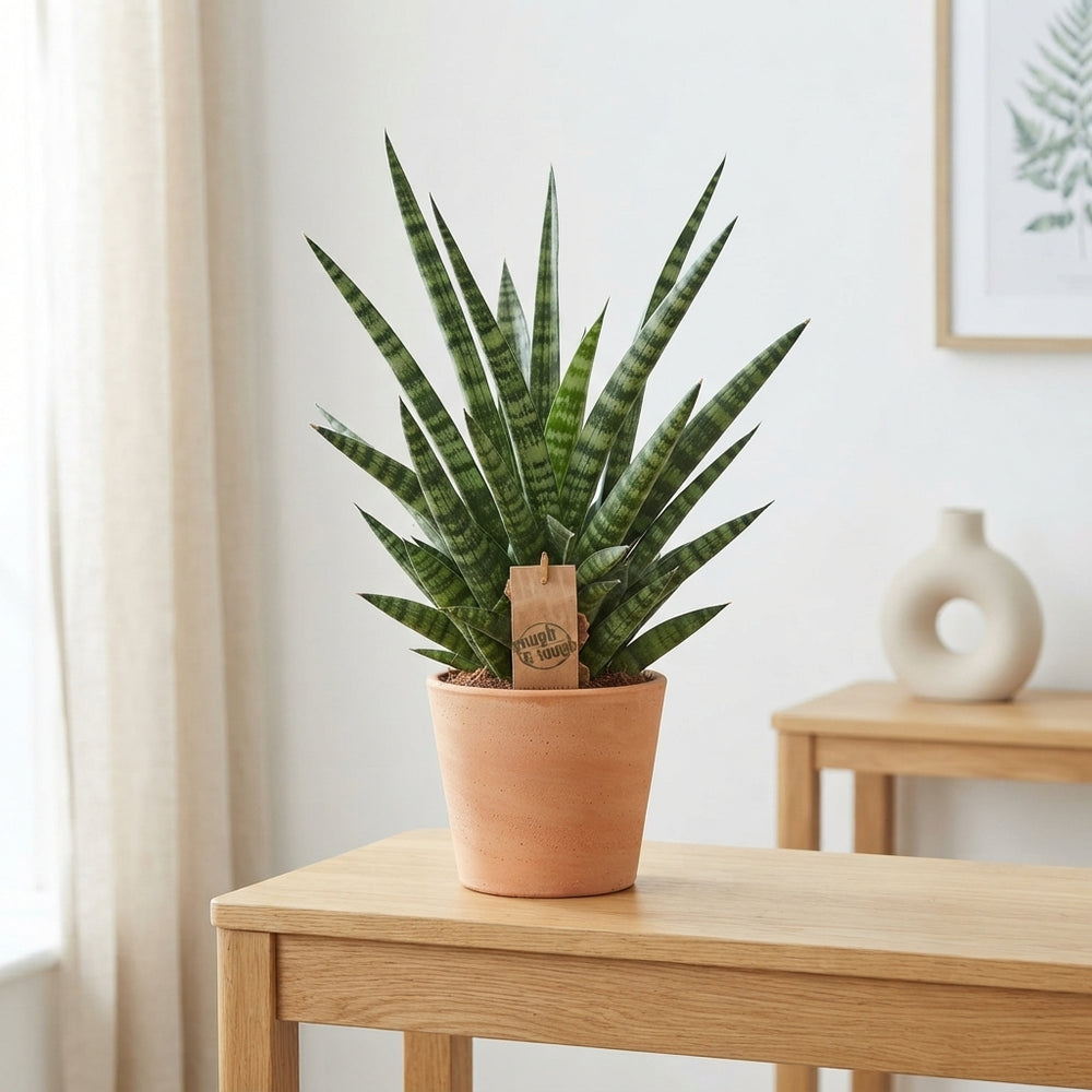 Cylindrical Snake Plant (Sansevieria cylindrica) – 14cm Pot