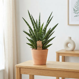 Cylindrical Snake Plant (Sansevieria cylindrica) – 14cm Pot