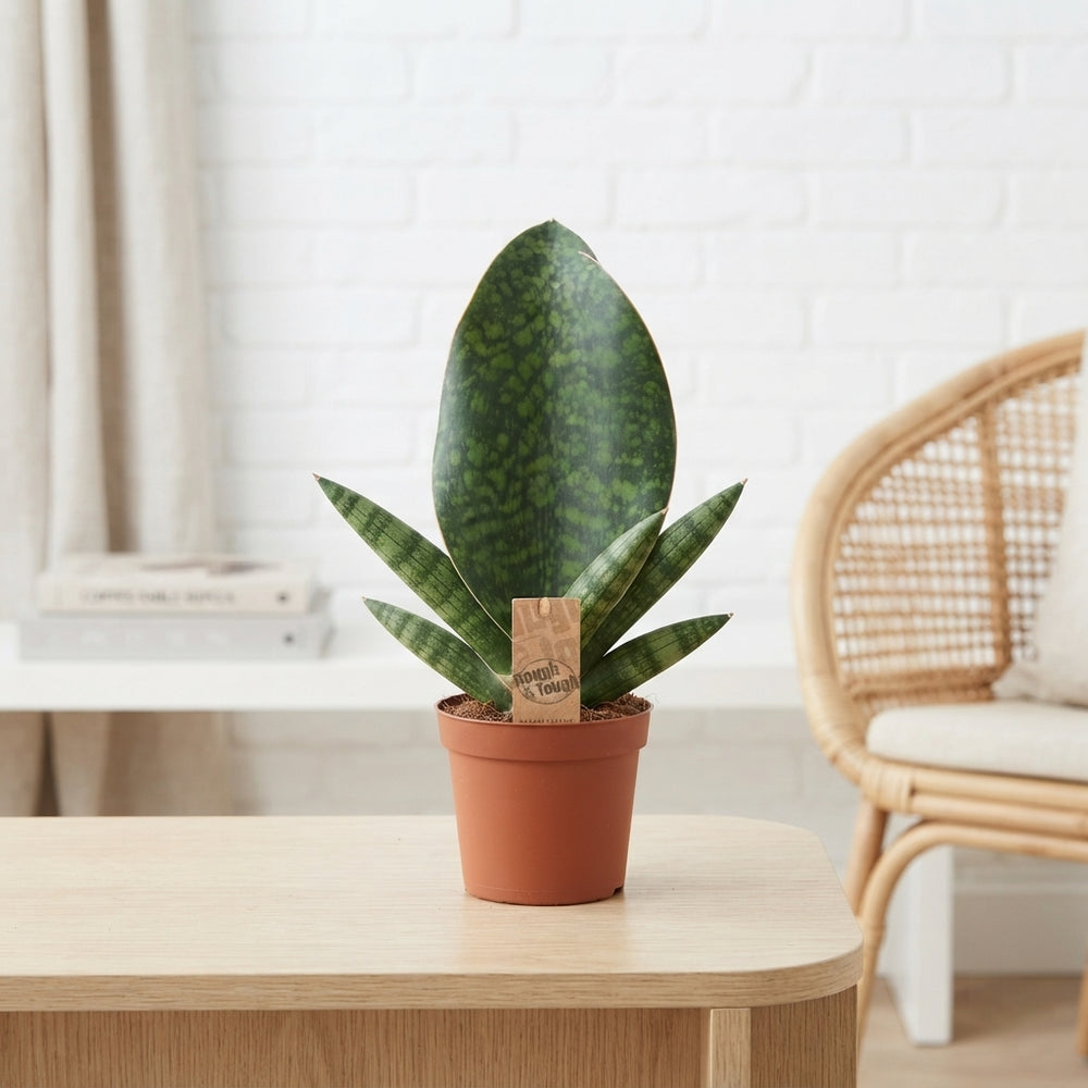 Cylindrical Snake Plant (Sansevieria cylindrica) – 12cm Pot