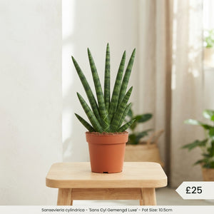 Cylindrical Snake Plant (Sansevieria cylindrica) – 10.5cm Pot