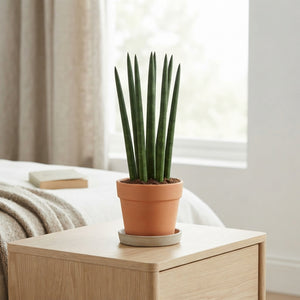 Cylindrical Snake Plant (Sansevieria cylindrica) – 6cm Pot