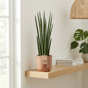 Cylindrical Snake Plant (Sansevieria cylindrica) – 14cm Pot