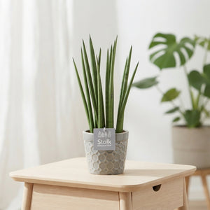 Cylindrical Snake Plant (Sansevieria cylindrica) – 13cm Pot