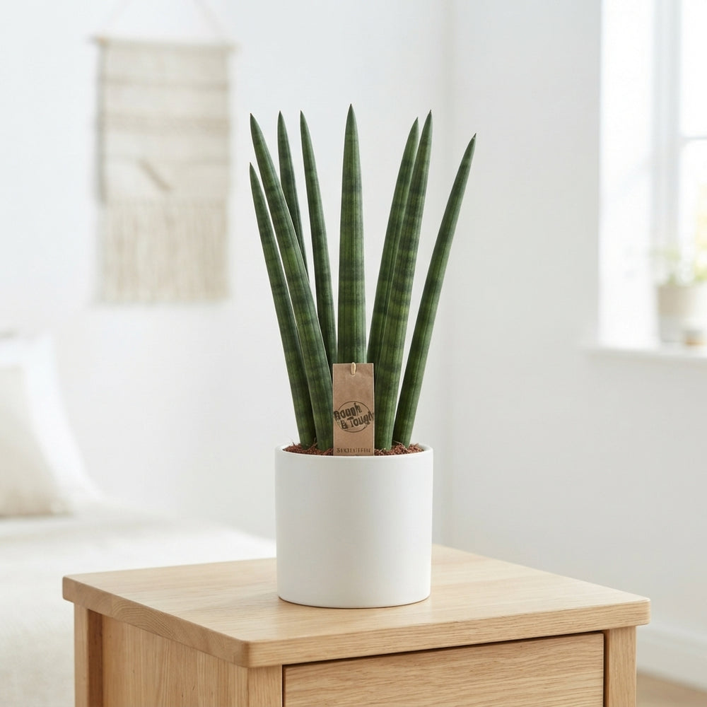 Cylindrical Snake Plant (Sansevieria cylindrica) – 14cm Pot
