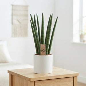 Cylindrical Snake Plant (Sansevieria cylindrica) – 14cm Pot