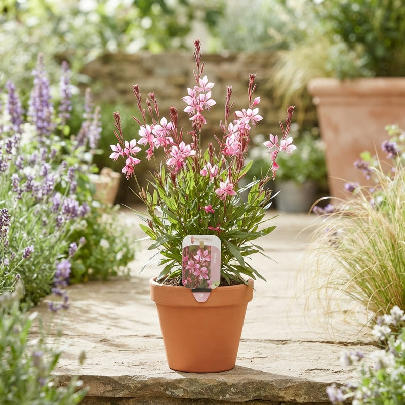 Mixed Hardy Perennial Garden Plant – 13cm Pot