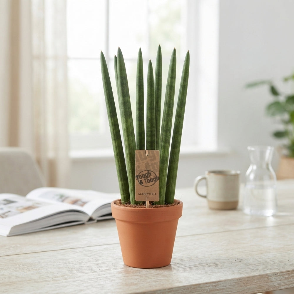 Cylindrical Snake Plant (Sansevieria cylindrica) – 10cm Pot