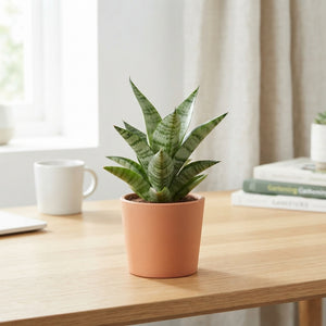 Cylindrical Snake Plant (Sansevieria cylindrica) – 6cm Pot