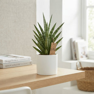Cylindrical Snake Plant ‘Tough Lady’ (Sansevieria cylindrica) – 12cm Pot
