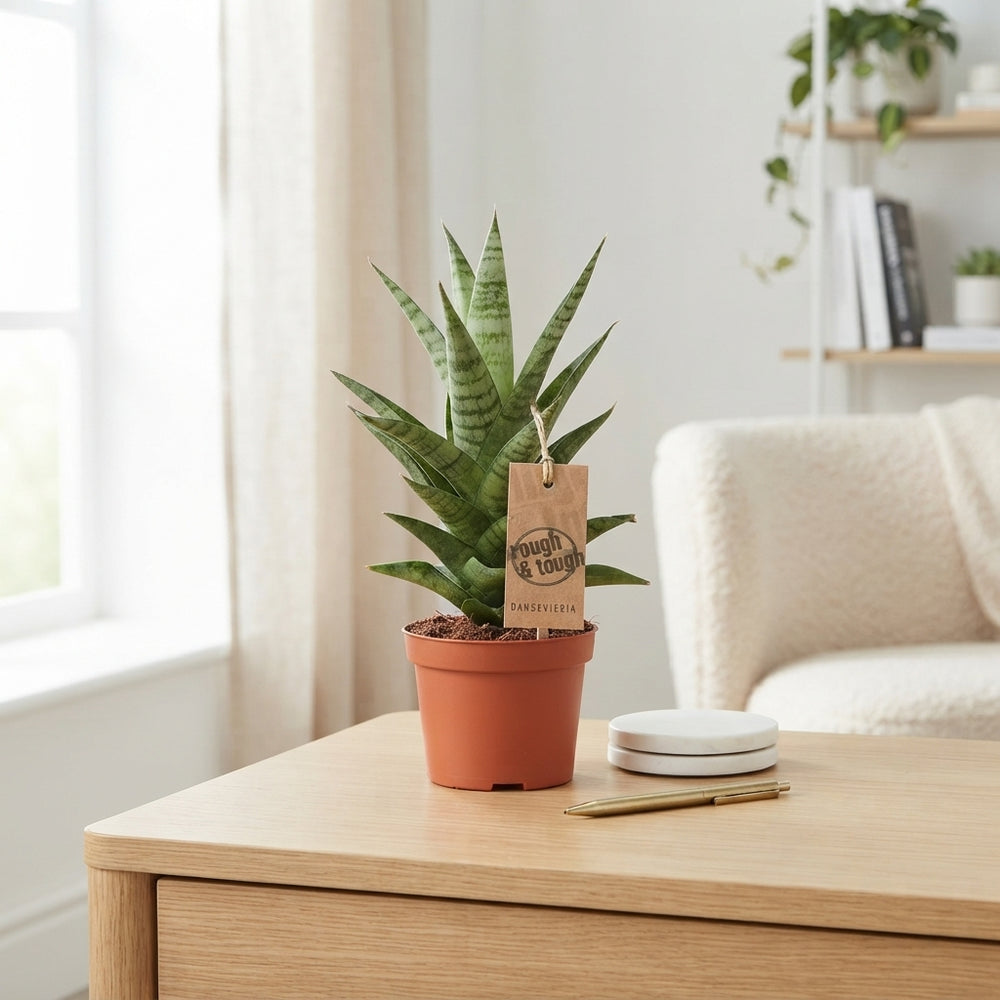 Cylindrical Snake Plant ‘Tough Lady’ – 10.5cm Pot