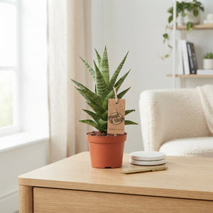 Cylindrical Snake Plant ‘Tough Lady’ – 10.5cm Pot