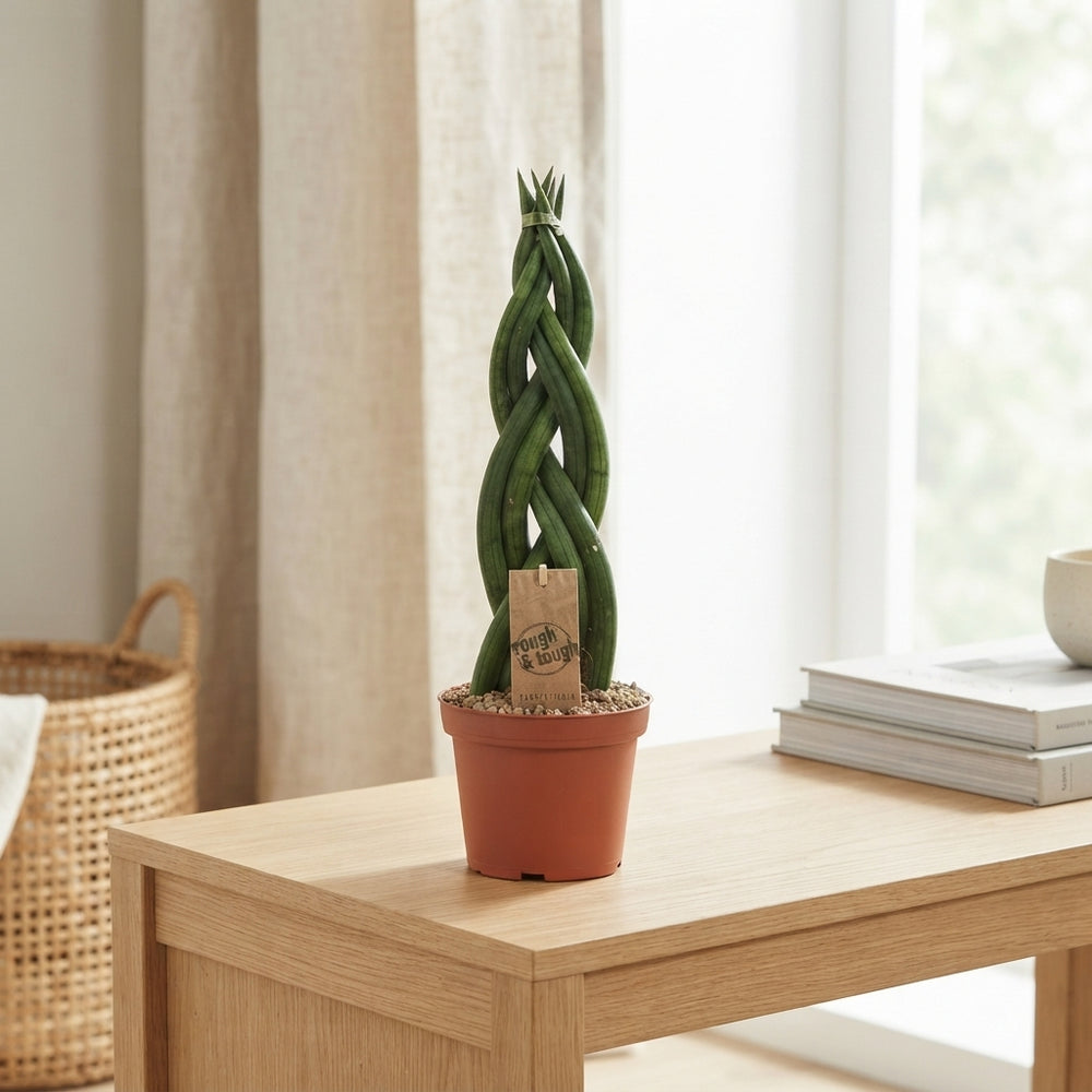 Cylindrical Snake Plant (Sansevieria cylindrica) – 12cm Pot