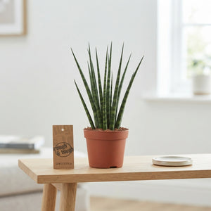 Mikado Sansevieria – 10.5cm Pot