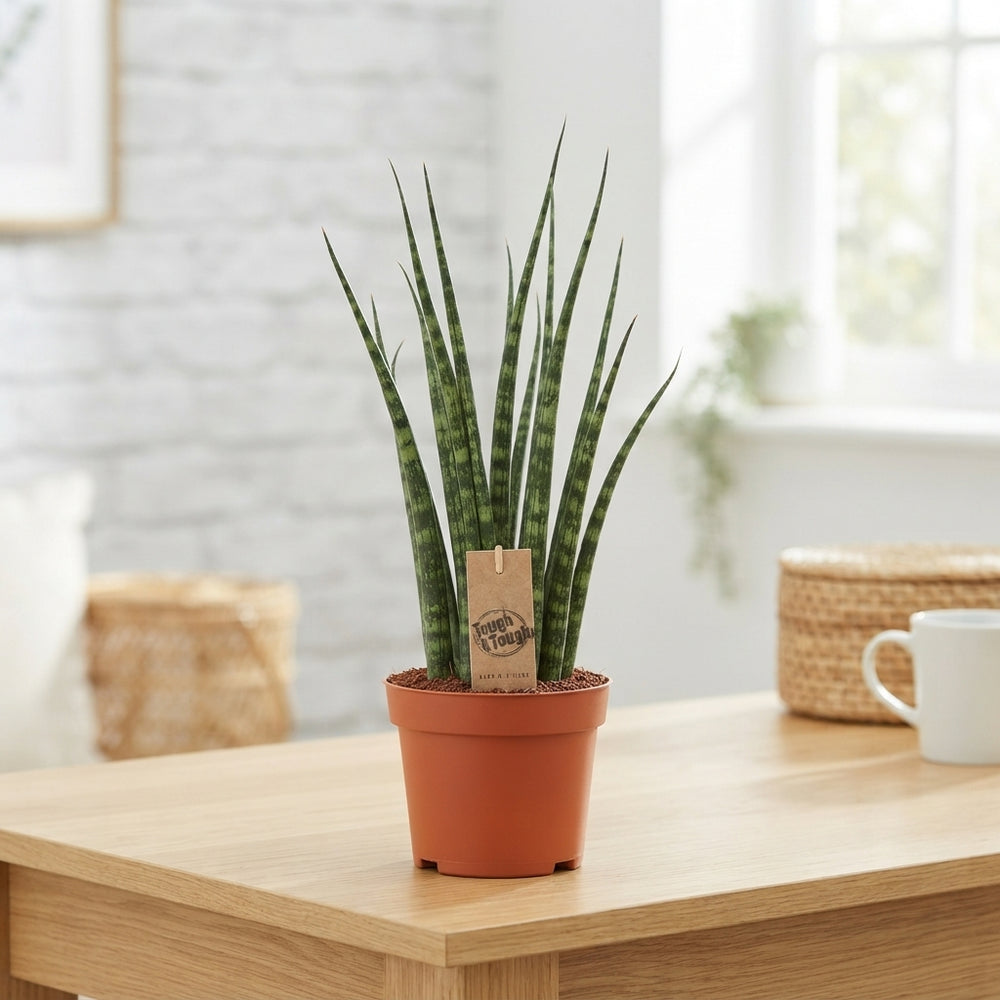 Mikado Fernwood Sansevieria – 12cm Pot, 40cm High