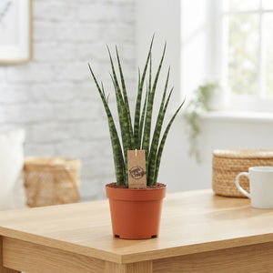 Mikado Fernwood Sansevieria – 12cm Pot, 40cm High