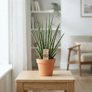 Sansevieria ‘Mikado’ Fernwood – 14cm Pot