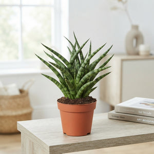 Sansevieria Fernwood Punk – 6cm Pot