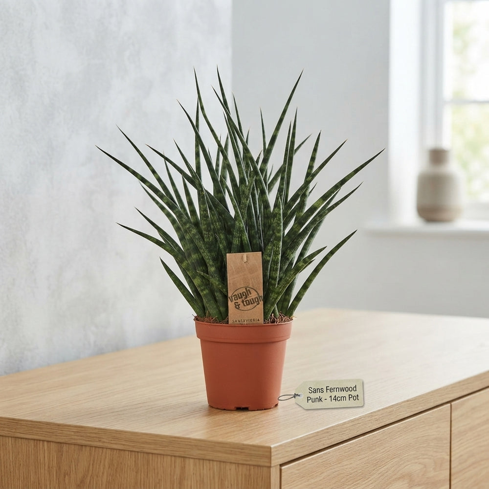 Sansevieria ‘Fernwood Punk’ – 14cm Pot, 40cm High