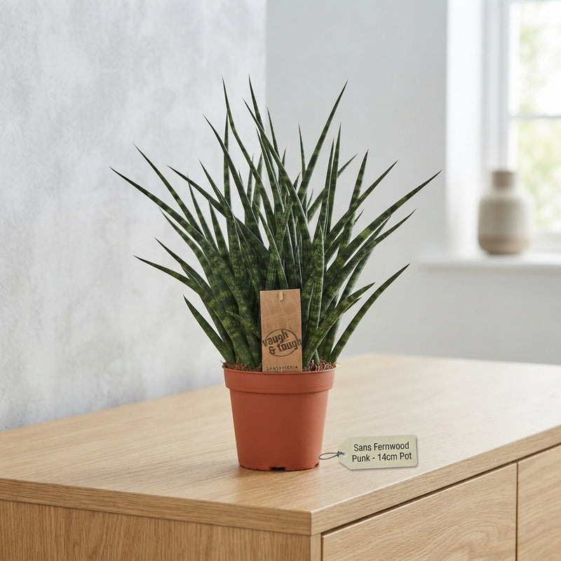 Sansevieria ‘Fernwood Punk’ – 14cm Pot, 40cm High