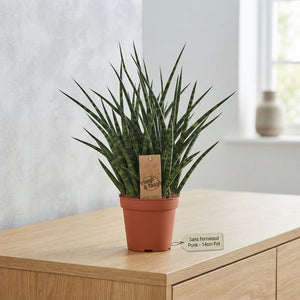 Sansevieria ‘Fernwood Punk’ – 14cm Pot, 40cm High