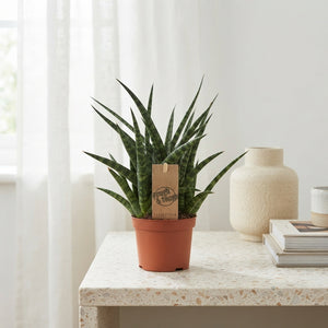 Sansevieria ‘Fernwood Punk’ – 10.5cm Pot