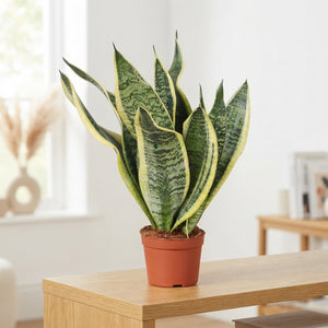 Sansevieria ‘Futura Superba’ Snake Plant – 9cm Pot