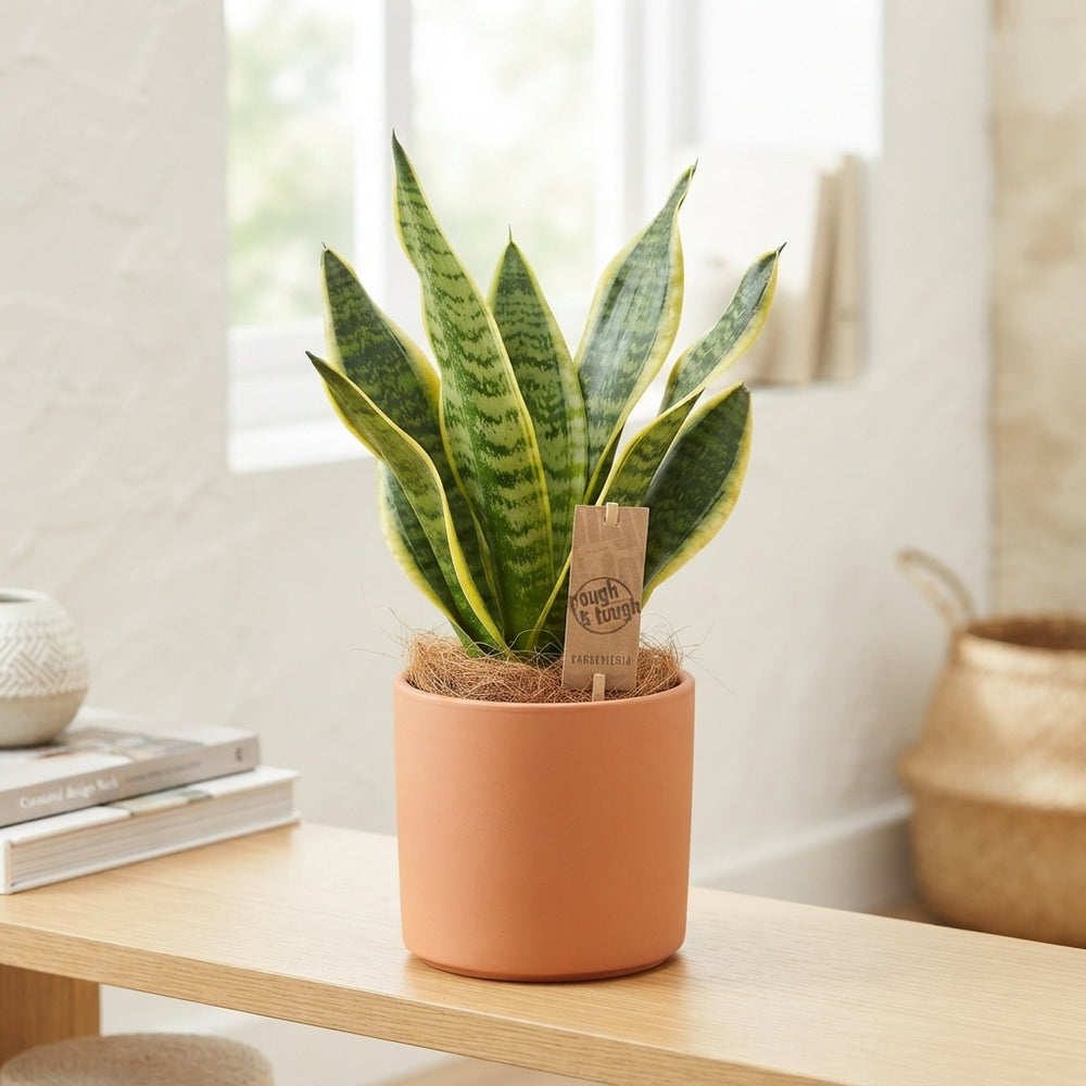 Futura Superba Snake Plant (Sansevieria trifasciata) – 12cm Pot